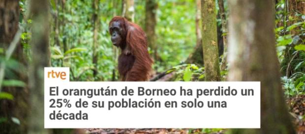 La horrible y triste realidad, culpa del ser humano y de la falta de escrúpulos de muchas empresas. La horrible y triste realidad, culpa del ser humano y de la falta de escrúpulos de muchas empresas.