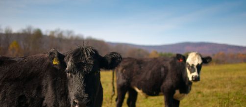 beef cattle [image courtesy Brian Johnson & Dane Kantner wikimedia commons]