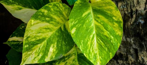 4 Plantas de Interior que Necesitan Poca Luz | Fundació Ilersis - ilersis.org 4 Plantas de Interior que Necesitan Poca Luz | Fundació Ilersis - ilersis.org