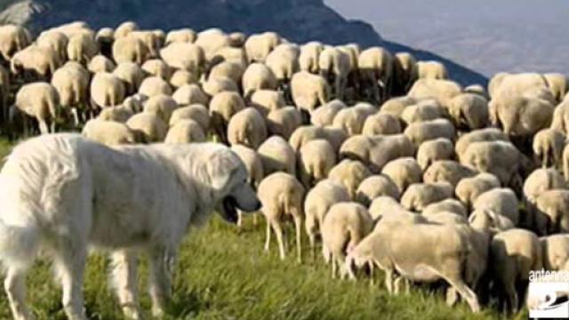 Il pastore maremmano abruzzese - YouTube - youtube.com