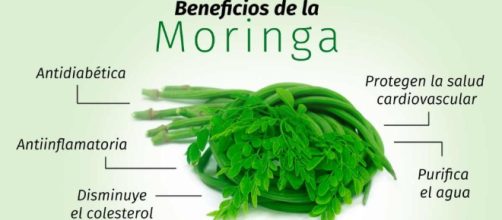 La Moringa, una planta abandonada que aporta impresionantes beneficios