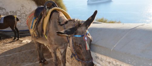 Grecia, turisti obesi non potranno più salire sugli asini.