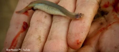 Amazon fish said to parasitize human private parts - Image credit - River Monsters™ | YouTube