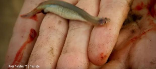 Amazon fish said to parasitize human private parts - Image credit - River Monsters™ | YouTube Amazon fish said to parasitize human private parts - Image credit - River Monsters™ | YouTube