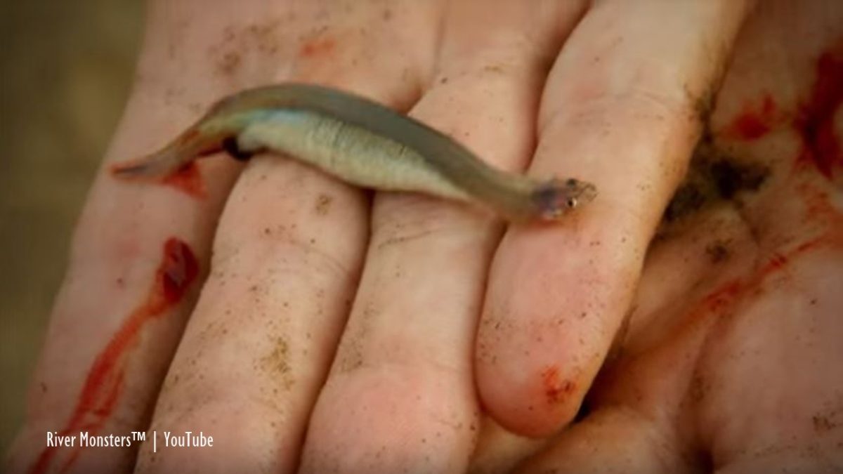 Tiny Fish That Swims Up Urethra Shop