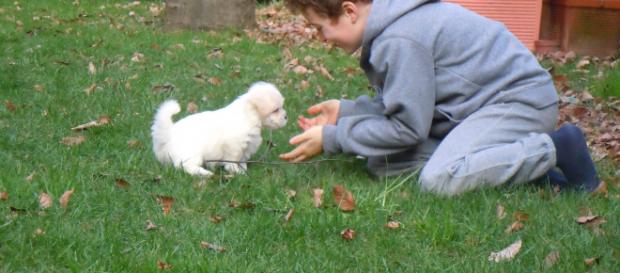 Brasile: un bambino salva la vita ad un cagnolino Brasile: un bambino salva la vita ad un cagnolino