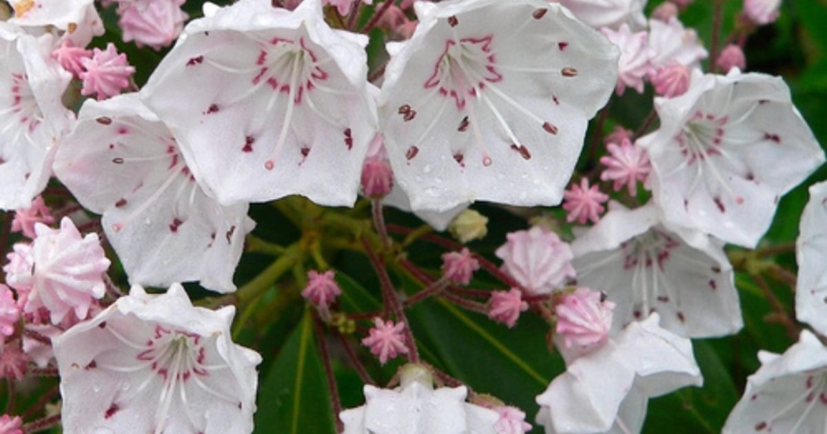 Nasty Nature 5 harmlesslooking flowers that can kill you