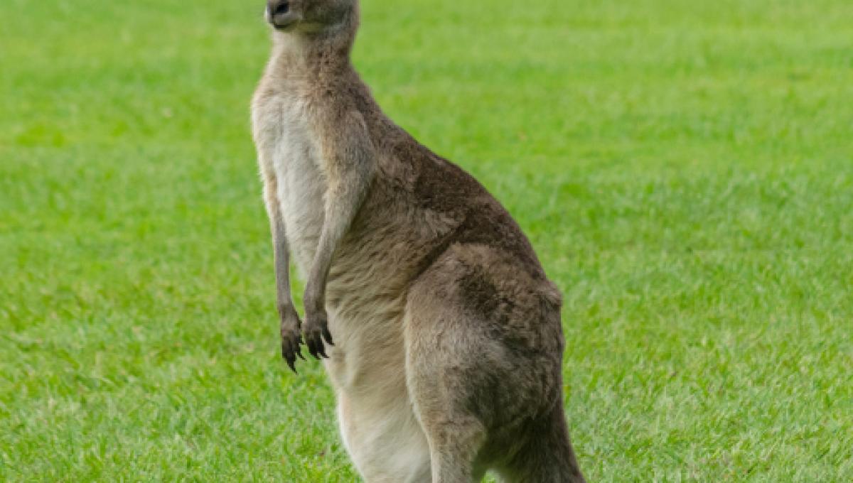 un-canguro-ha-attaccato-una-famiglia-australiana-in-casa-una-donna-di-64-anni-ha-avuto-un-polmone-perforato_2121083.jpg