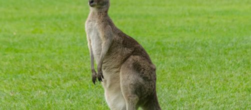 Un canguro ha attaccato una famiglia australiana in casa: una donna di 64 anni ha avuto un polmone perforato.
