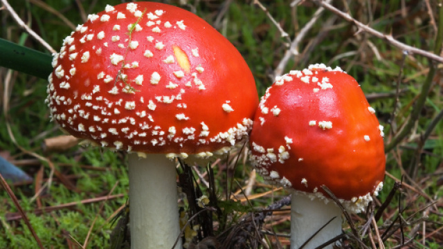Funghi pericolosi: il vademecum dell'ospedale Bambino Gesù per non correre rischi