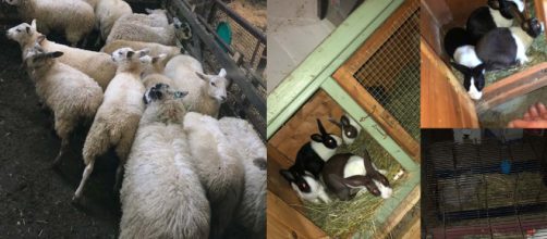 North Yorkshire police track down a man suspected of stealing 400 animals. [Image courtesy North Yorkshire Police]