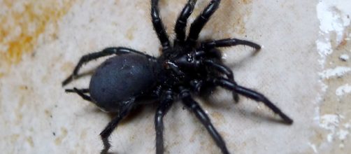 Un esemplare di Macrothele calpeiana, il ragno più grosso esistente in Europa, è stato trovato in Toscana.