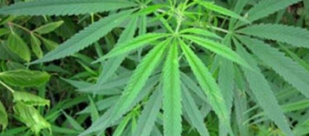 Canada becomes second nation to legalize marijuana - Image credit - James St John. Flickr Canada becomes second nation to legalize marijuana - Image credit - James St John. Flickr