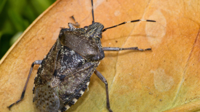 Insetti "alieni", Coldiretti lancia l'allarme ambientale | Il ... - ildispariquotidiano.it