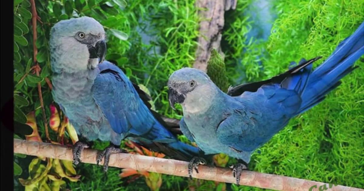 5 especies de aves extintas o