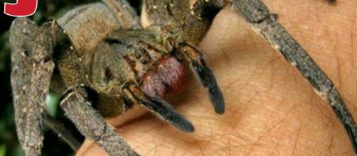 Il ragno 'iberico' più grande d'Europa è stato avvistato anche in Italia.