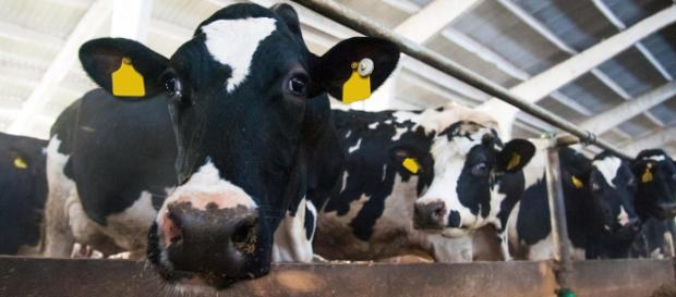 BSE identified in Scotland -(Image via independent/Twitter) BSE identified in Scotland -(Image via independent/Twitter)