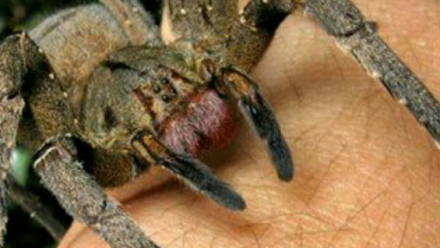 Il ragno 'iberico' pi&ugrave; grande d'Europa &egrave; stato avvistato anche in Italia.