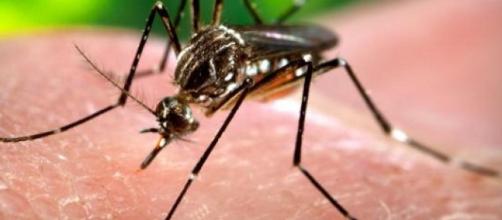 Ricercatori hanno scoperto che in Australia il batterio 'mangiacarne' si diffonde con la puntura di zanzara.