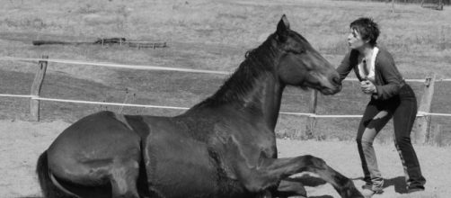 L'équithérapie : quel meilleur médecin que le cheval ?