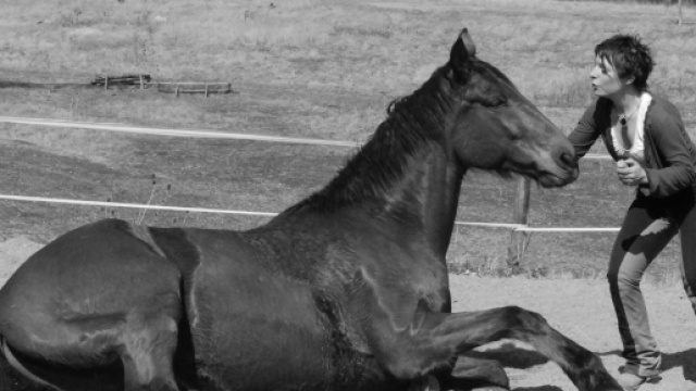 L'équithérapie : quel meilleur médecin que le cheval ?