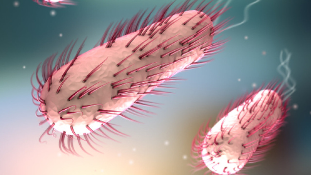 Negli Usa un 29enne è stato infettato dall'ameba mangia-cervello, morendo alcuni giorni dopo