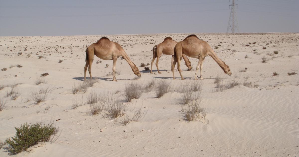 q-camels-grazing-by-journey-jeffs-pix-flickr_2110389.jpg