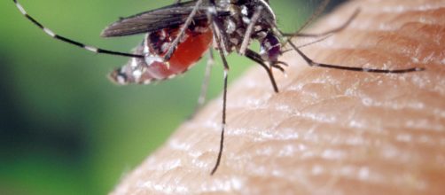 Zanzare: ora possono portare un nuovo batterio