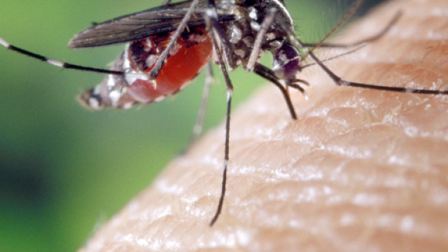 Zanzare: ora possono portare un nuovo batterio