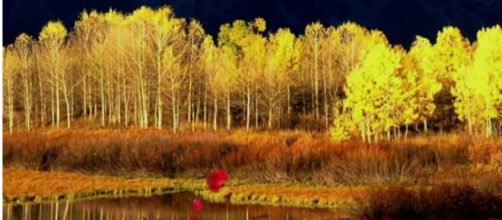 Pando The World’s Oldest Living Organisms [Image courtesy – Charismatic Planet YouTube video]