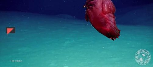 Le prime immagini di un 'pollo' di mare, strambo animale invertebrato che è in realtà un cetriolo di mare scoperto in Antartide.