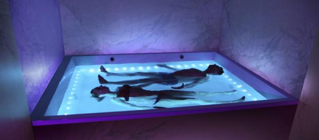 Sala de aislamiento sensorial - PREMIUM® - Float SPA - medicalexpo.es Sala de aislamiento sensorial - PREMIUM® - Float SPA - medicalexpo.es