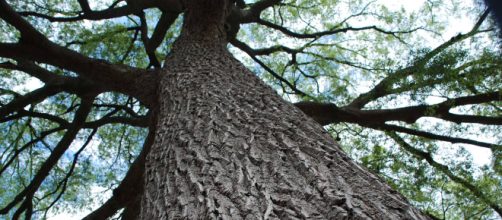 I Giganti Verdi: gli alberi più antichi del mondo | Arda2300 - wordpress.com