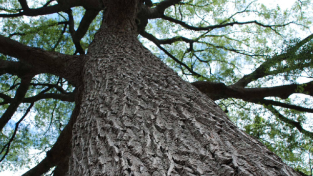 I Giganti Verdi: gli alberi pi&ugrave; antichi del mondo | Arda2300 - wordpress.com
