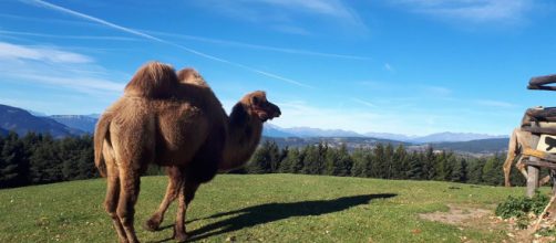 Uno dei tre cammelli che vivono sulle Dolomiti in una malga nel cuore del parco naturale dello Sciliar in Trentino Alto Adige.