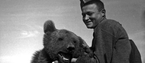Wojtek the Bear That Went to War | IDFA - idfa.nl