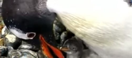 Same sex penuins raise chick - Image credit - Sea Life Aquarium via Newswekk | YouTube