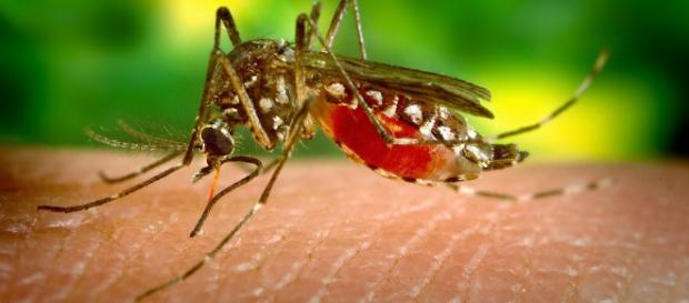 Una fuerte plaga de mosquitos afecta a residentes de Carolina del Norte. - hipertextual.com Una fuerte plaga de mosquitos afecta a residentes de Carolina del Norte. - hipertextual.com