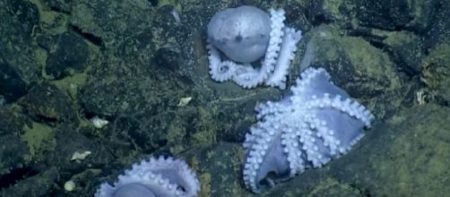 Massive aggregations of octopuses are breeding near Shimmering Seeps. [Image courtesy - EVNautilus YouTube video]