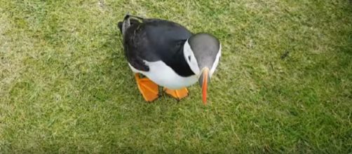 Curious puffin befriends a tourist [Image courtesy - National Geographic YouTube video]
