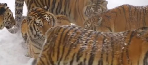 Siberian tigers are farmed in China’s Heilongjiang Province. [Image source: Amazing World/YouTube]