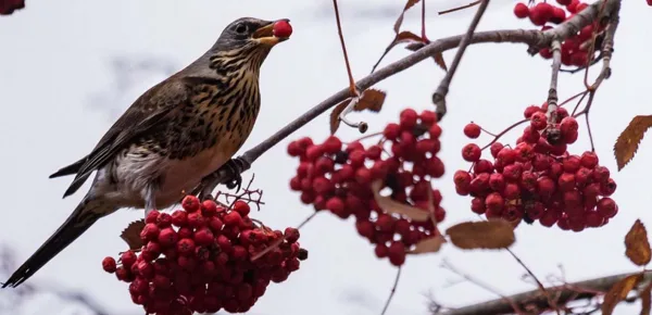 Birds are getting drunk and disorderly in a small Minnesota town. [Image @marcjohnson0002/Twitter]