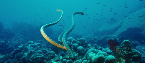 Morso da un serpente di mare mentre lavorava a bordo di un peschereccio, è morto un pescatore britannico di 23 anni.