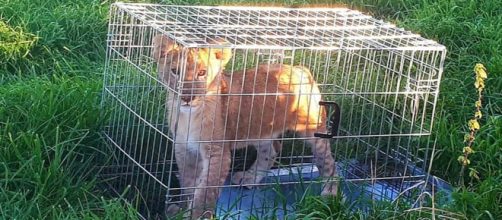 A jogger found a four-month-old lion cub in a cage in a field in the Netherlands. [Image courtesy PolitieStichtseVecht]