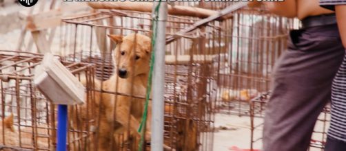 Yulin, il crudele mercato della carne di cane a Le Iene | VIDEO ... - mediaset.it