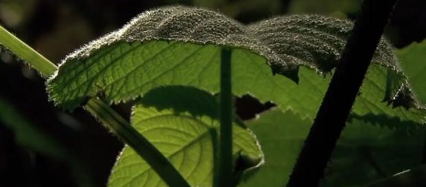The gympie Gympie plant hairs cause extreme pain and it's also known as the suicide bush - Image credit - Marina Hurley | YouTube The gympie Gympie plant hairs cause extreme pain and it's also known as the suicide bush - Image credit - Marina Hurley | YouTube