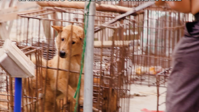 Yulin, il crudele mercato della carne di cane a Le Iene | VIDEO ... - mediaset.it