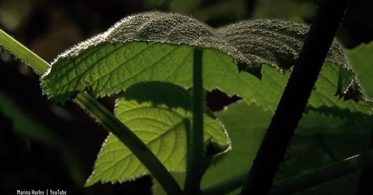 GympieGympie The suicide plant that deranges victims with extreme