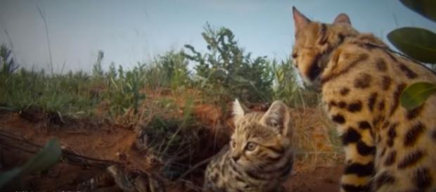 The world's most successful cat - the black footed or vampire cat - Image credit 5050 Community / YouTube The world's most successful cat - the black footed or vampire cat - Image credit 5050 Community / YouTube
