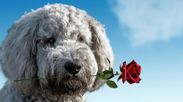 Oroscopo del giorno 11 settembre: sei segni con miglior chiusura di weekend, ok Capricorno